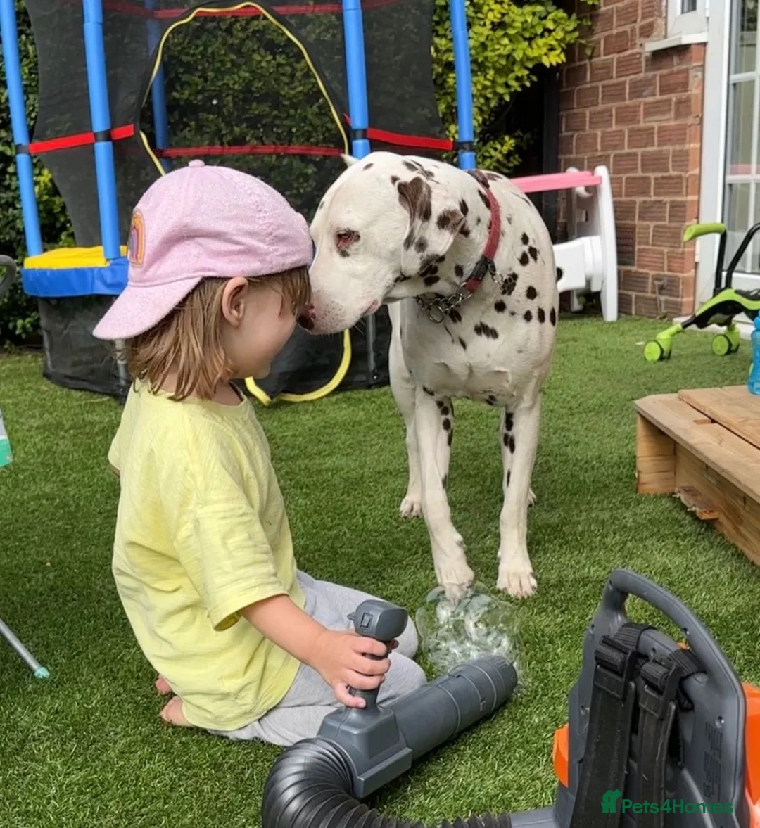 Dalmatian dogs for sale: Dalmatian Female – 4 Years Old – Loyal Family Dog in Frodsham - Advert 2
