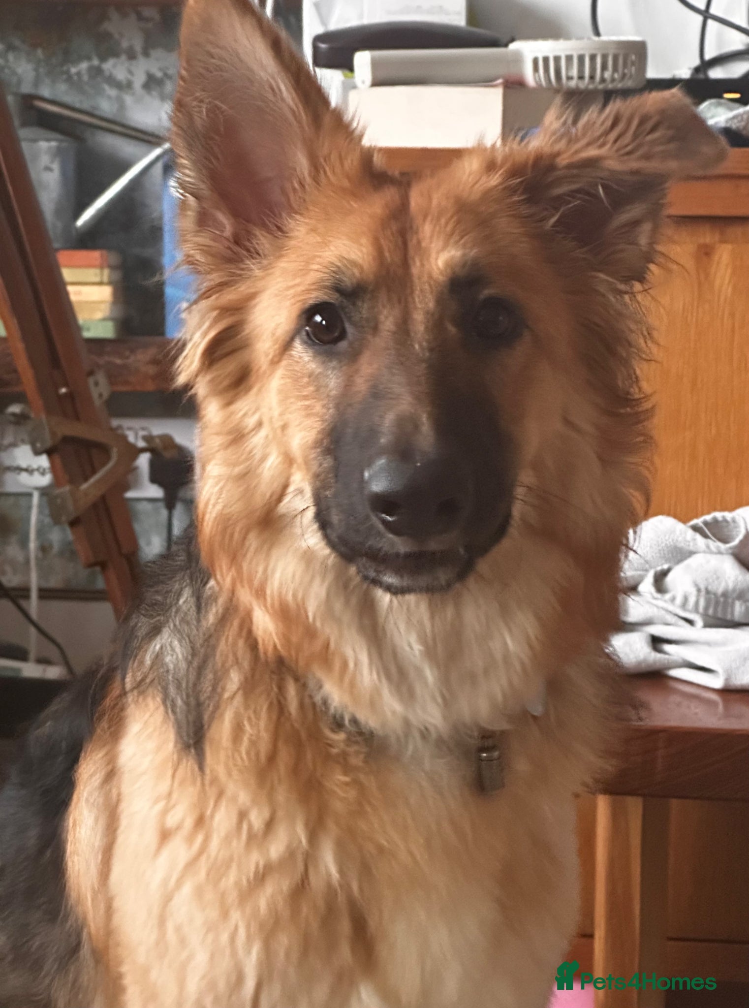 German Shepherd dogs Female GSD looking for forever home.  - Advert 8