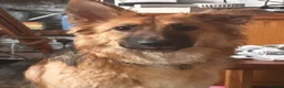 German Shepherd dogs for sale: Female GSD looking for forever home.  - Advert 1