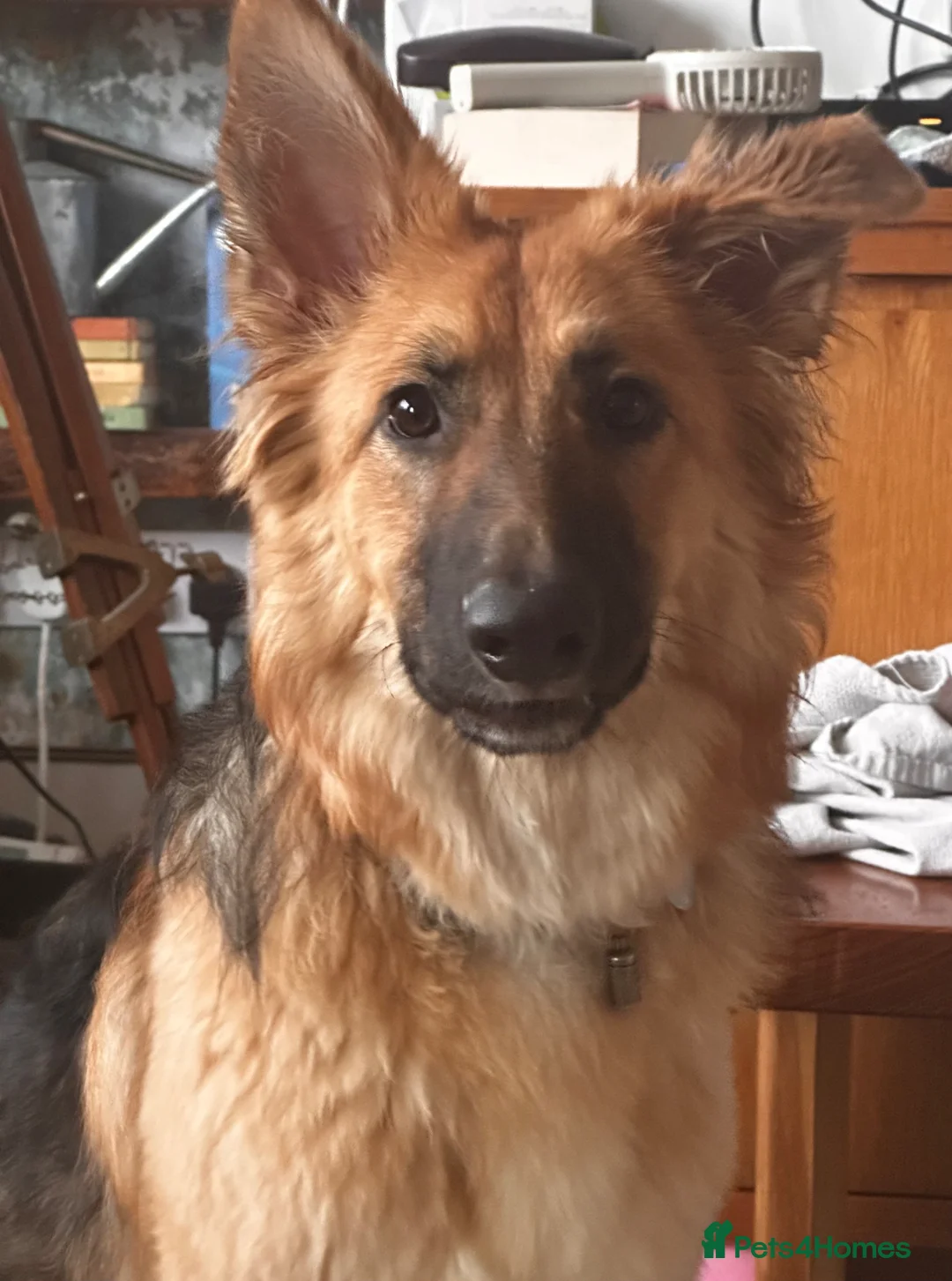 German Shepherd dogs for sale: Female GSD looking for forever home.  - Advert 1