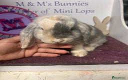 Mini Lop rabbits for sale: !Lovely little Mini Lop Doe 5months old  in Bristol - Image 3