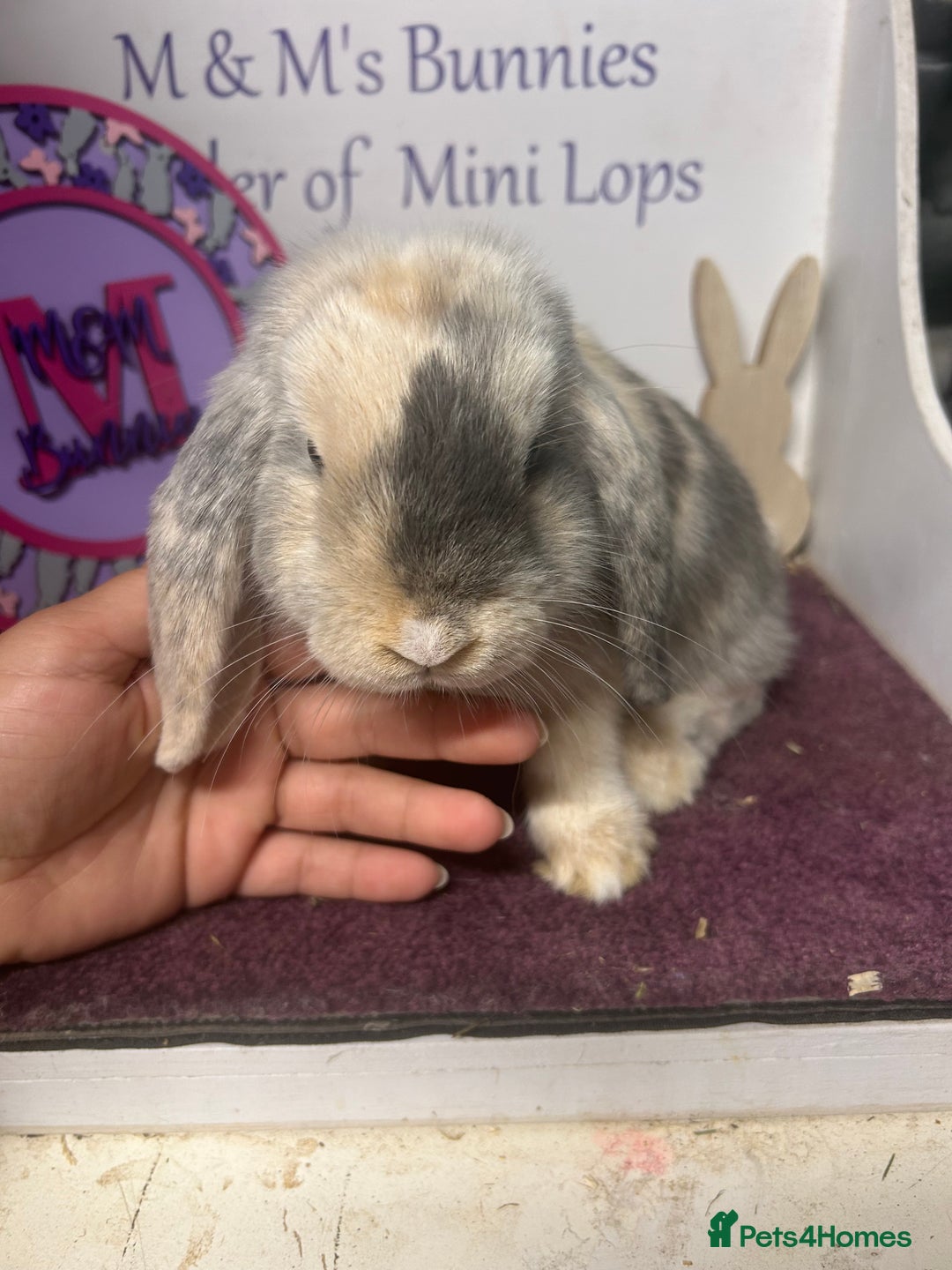 Mini Lop rabbits for sale: !Lovely little Mini Lop Doe 5months old  in Bristol - Image 3