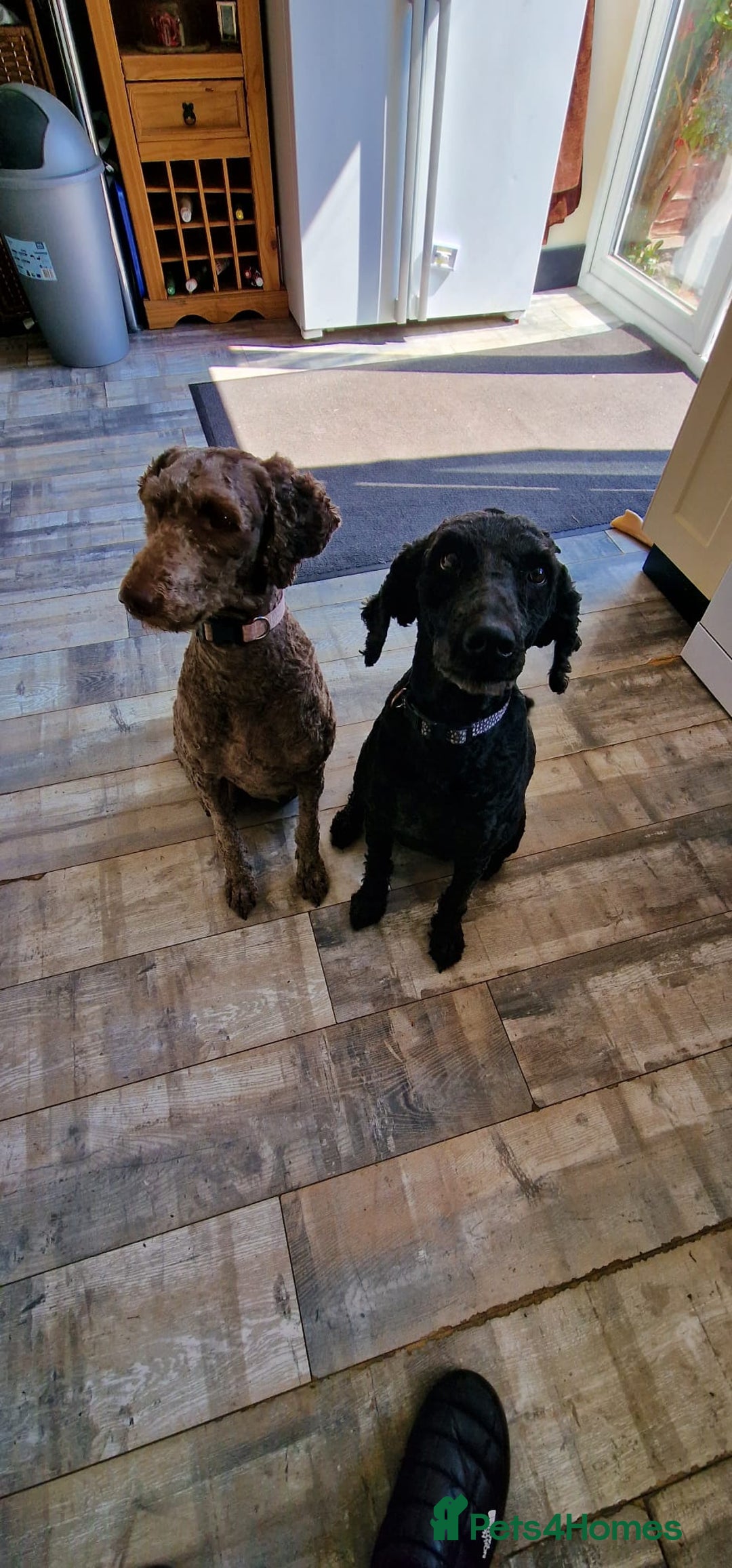 Labradoodle dogs for sale: Mother and daughter  - Image 7
