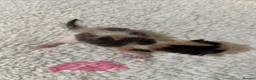 Mixed Breed cats for sale: Gorgeous litter of kittens - Advert 3