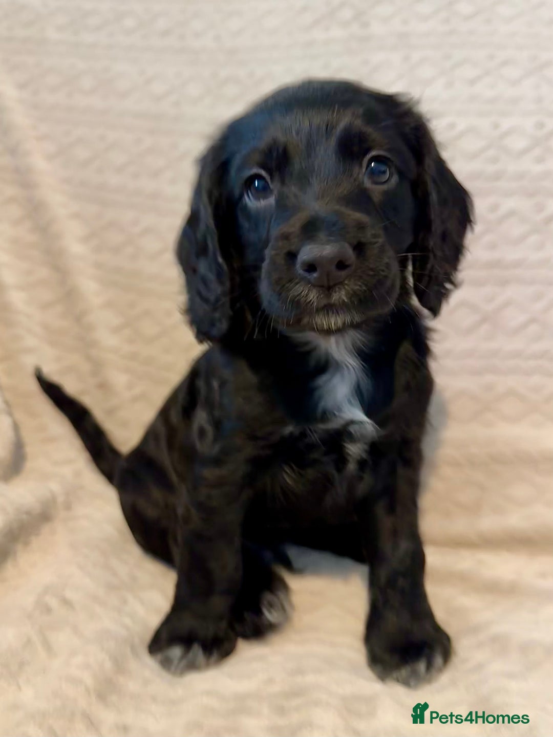 Cocker Spaniel dogs for sale: Last red girl left ready to leave now - Advert 7