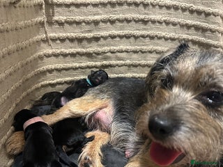 Border Terrier dogs - Advert 1