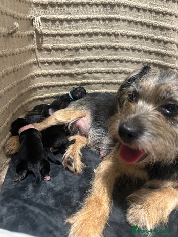 Border Terrier dogs - Advert 1