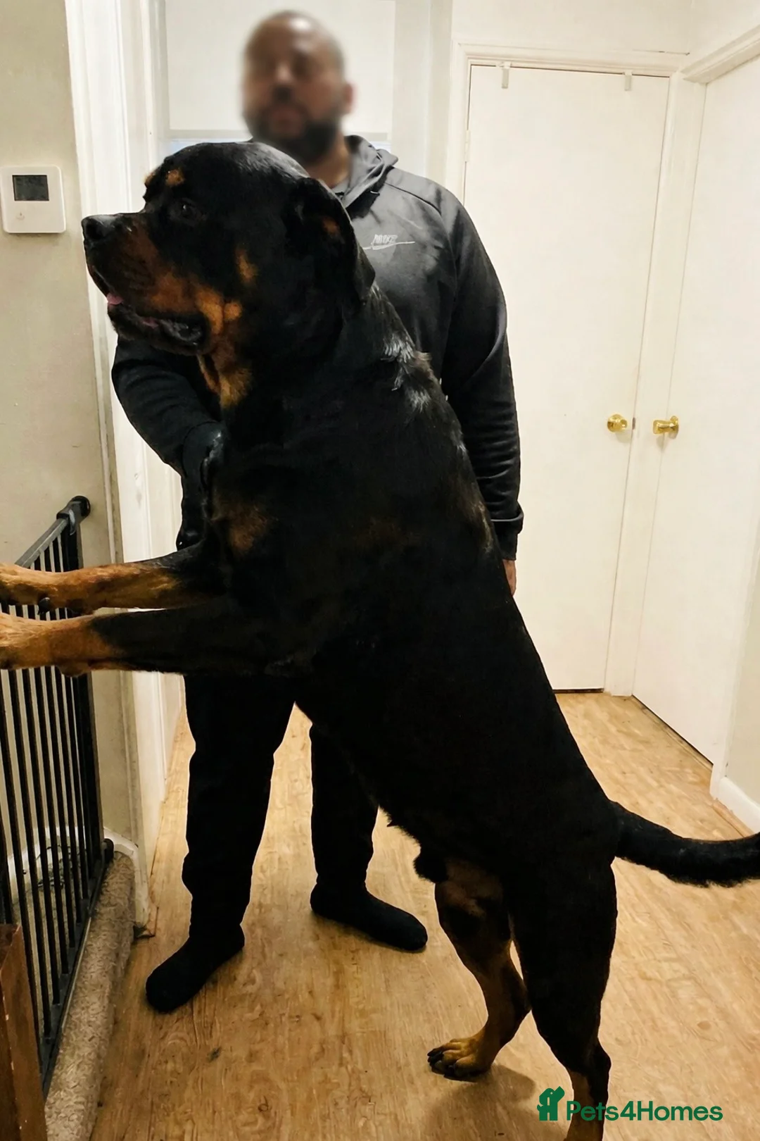 Rottweiler dogs for stud: HEALTH TESTED & HIP/ELBOW SCORED KC REG STUD - Advert 2