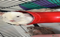 Chinchilla rodents for sale: 2 Female Chinchillas and Full set up!  - Image 28