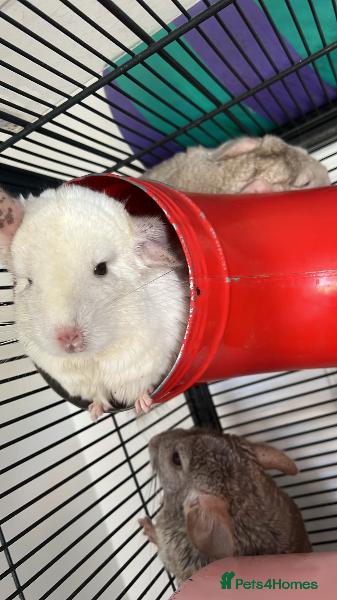Chinchilla rodents for sale: 2 Female Chinchillas and Full set up!  - Image 28