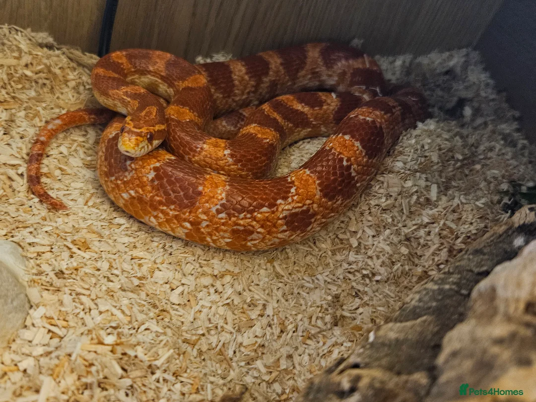 Python Snake reptiles for sale: Albino cornsnake - Advert 2