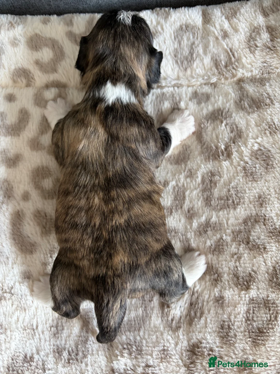 Lhasa Apso dogs for sale: Lhasa Apso puppies for sale - Advert 2