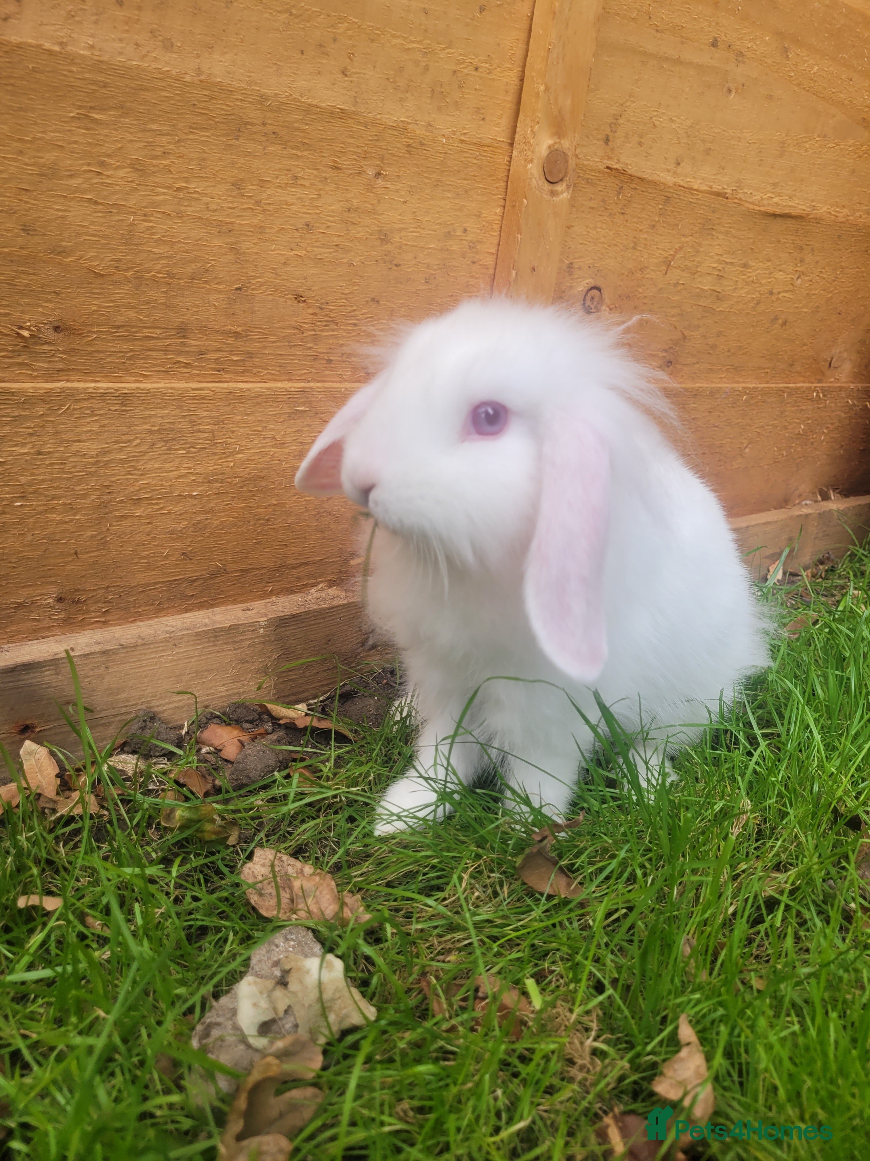 Mini Lop rabbits Mini lop bunny 🐰 2 left - Advert 2