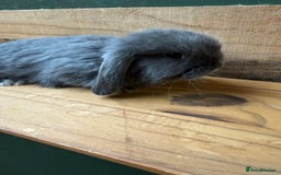 Mini Lop rabbits for sale: MINI LOP BUNNIES / PEDIGREE  - Image 7