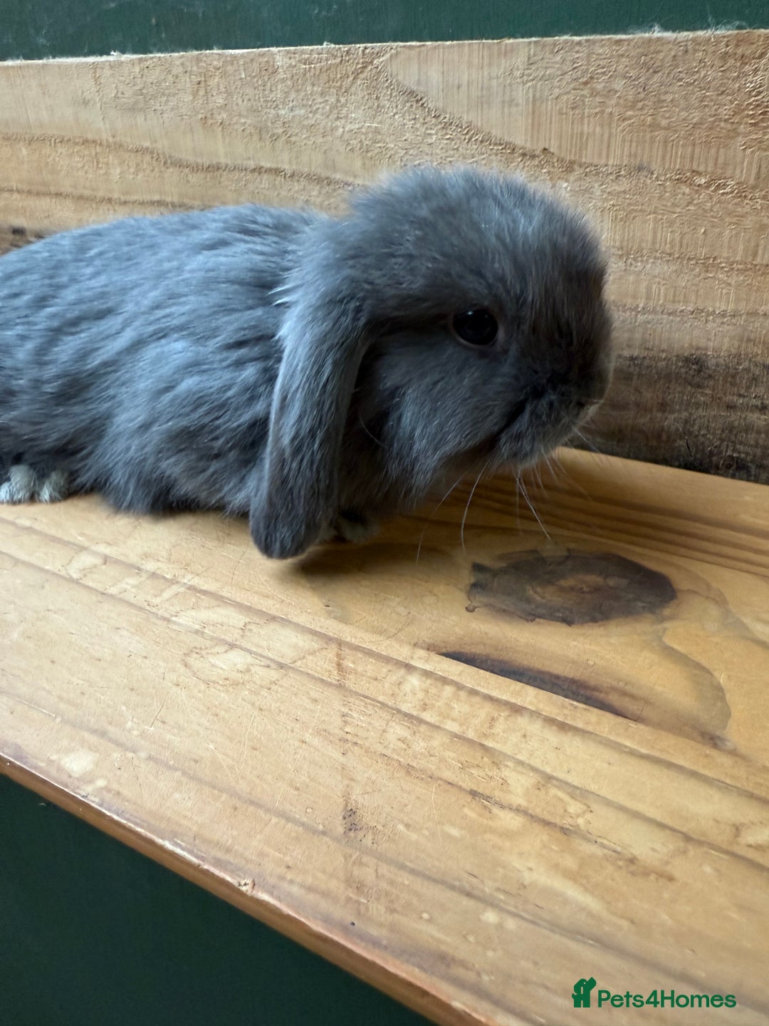 Mini Lop rabbits for sale: MINI LOP BUNNIES / PEDIGREE  - Image 7