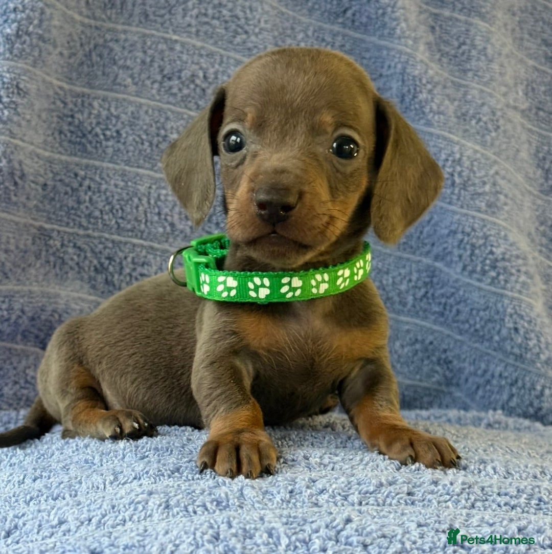 Miniature Dachshund dogs for sale: KC Reg Miniature Dachshund Puppies  - Advert 6