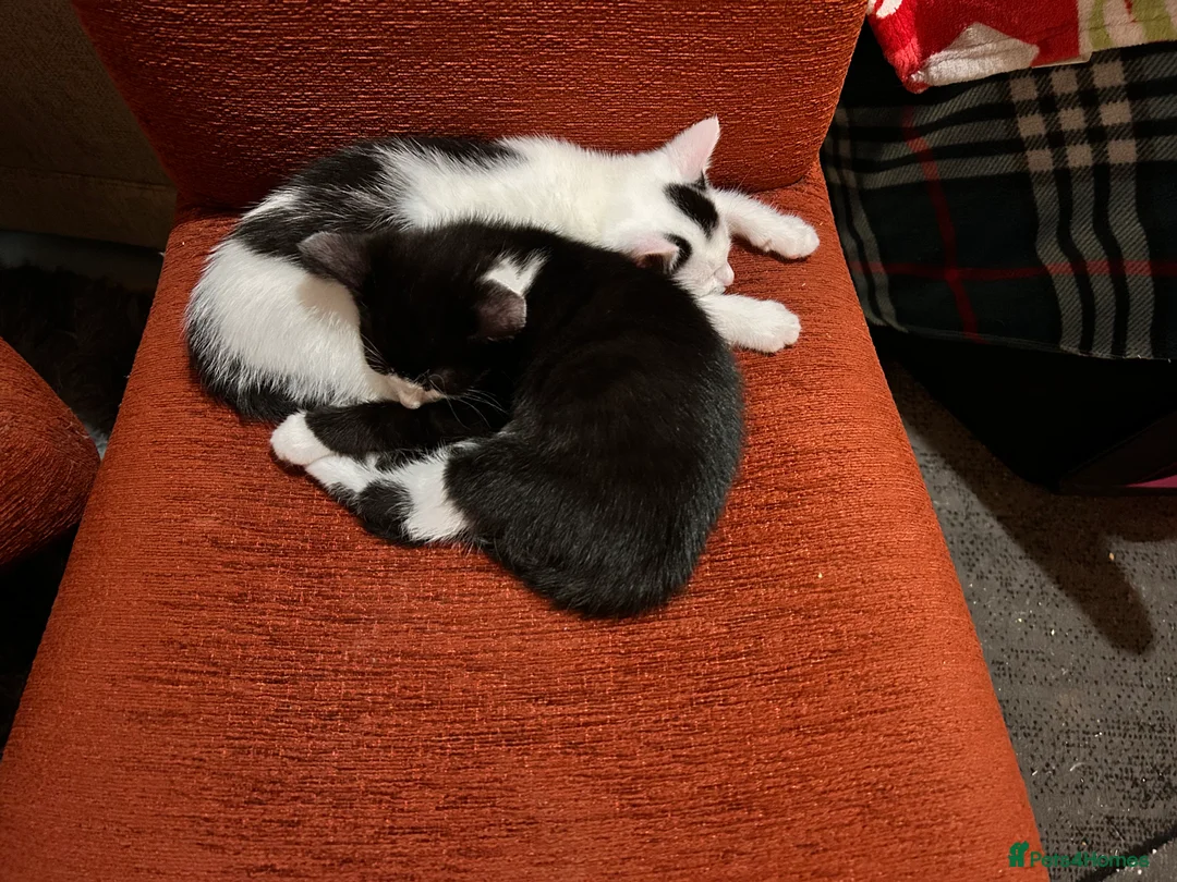 Mixed Breed cats for sale: Kittens are looking for a home  - Advert 15