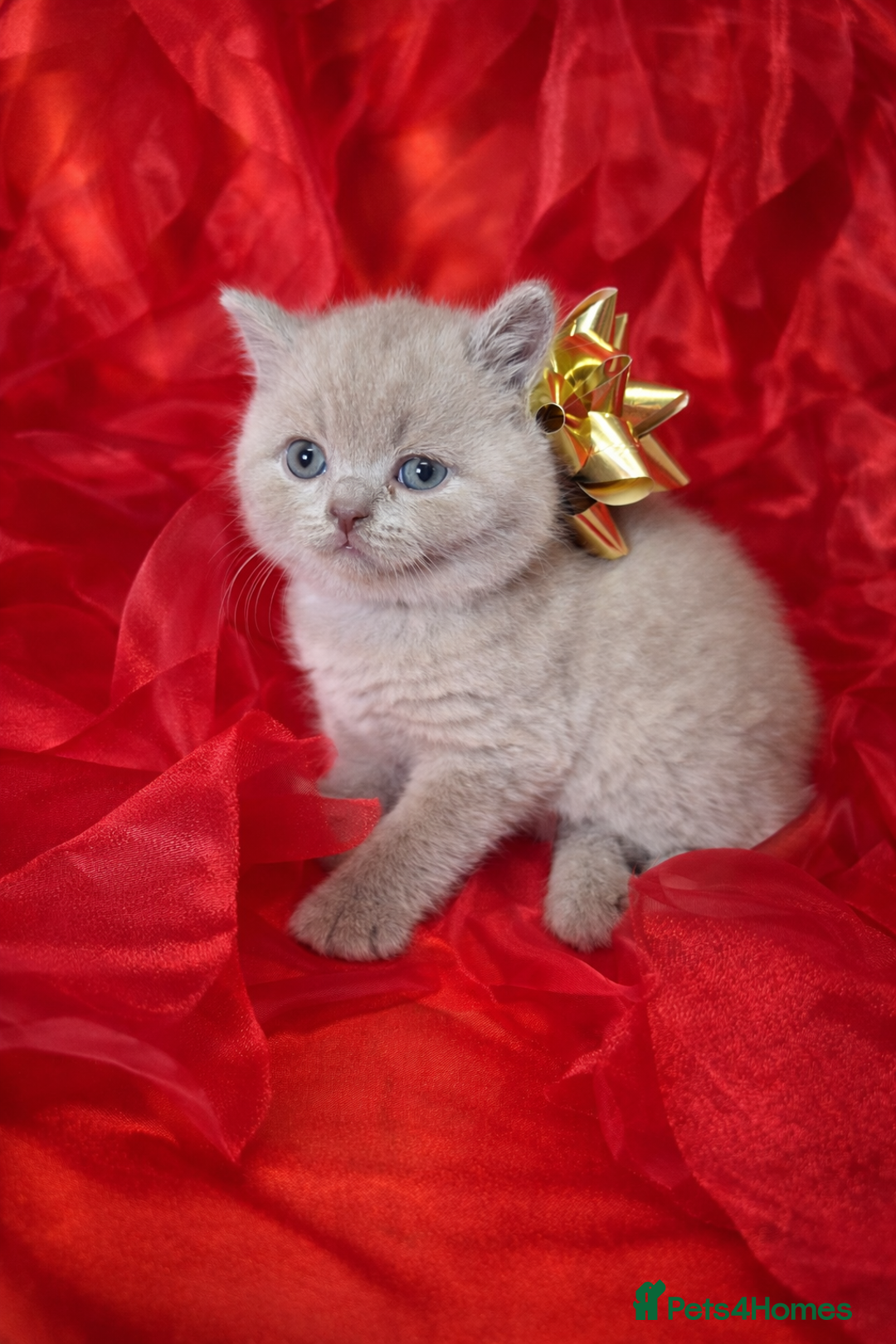 British Shorthair cats for sale: Beautiful British Shorthair Kittens for LovingHome - Advert 3