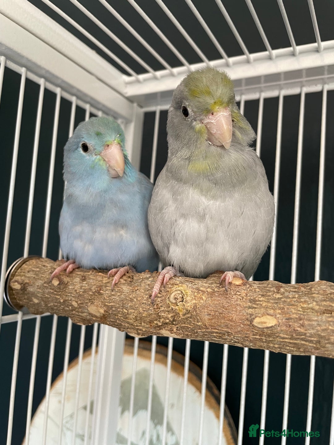 Parrots birds for sale: Pair of Parrotlet's  - Advert 8