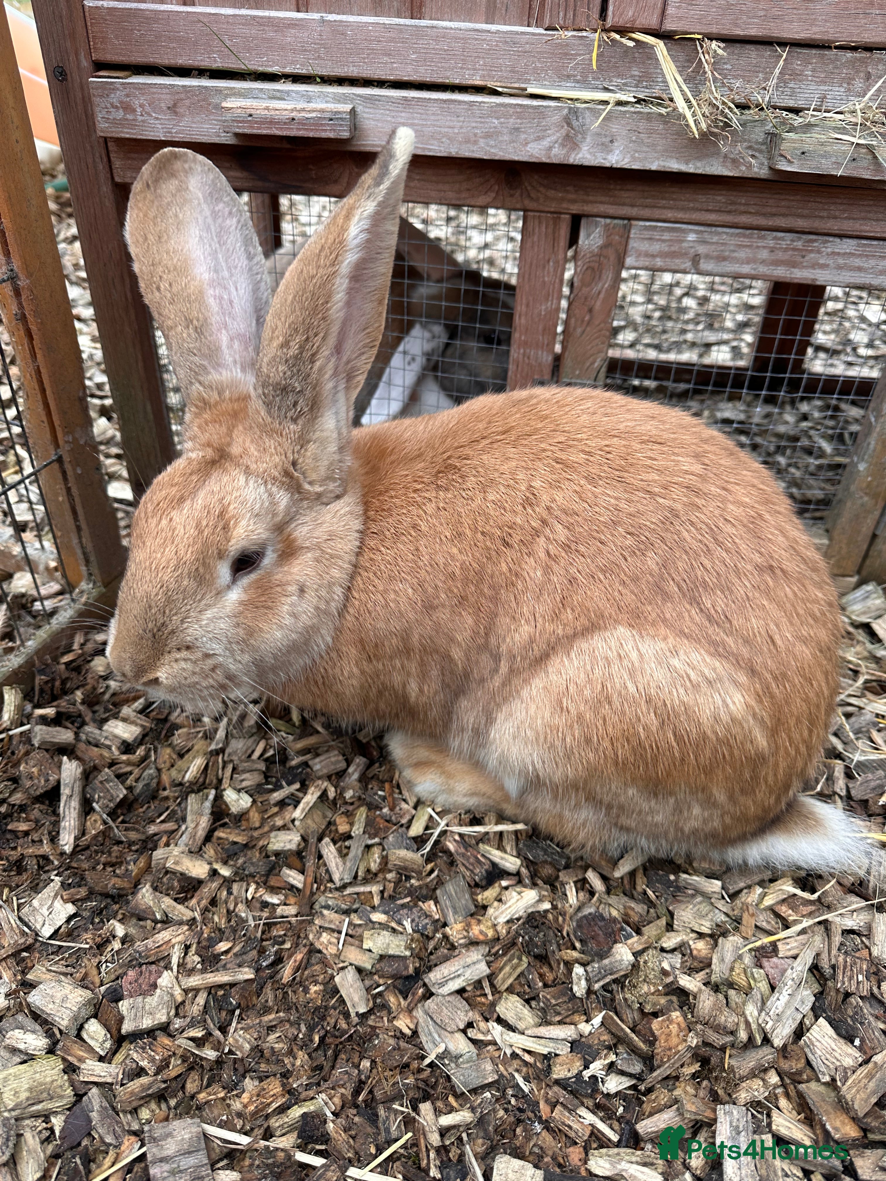 Continental Giant rabbits Doe Continental Giant 10 months old - Advert 3