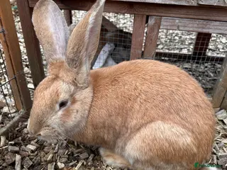 Continental Giant rabbits Doe Continental Giant 10 months old - Advert 3