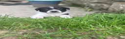 Border Collie dogs for sale: Working Border collie puppies  - Advert 26