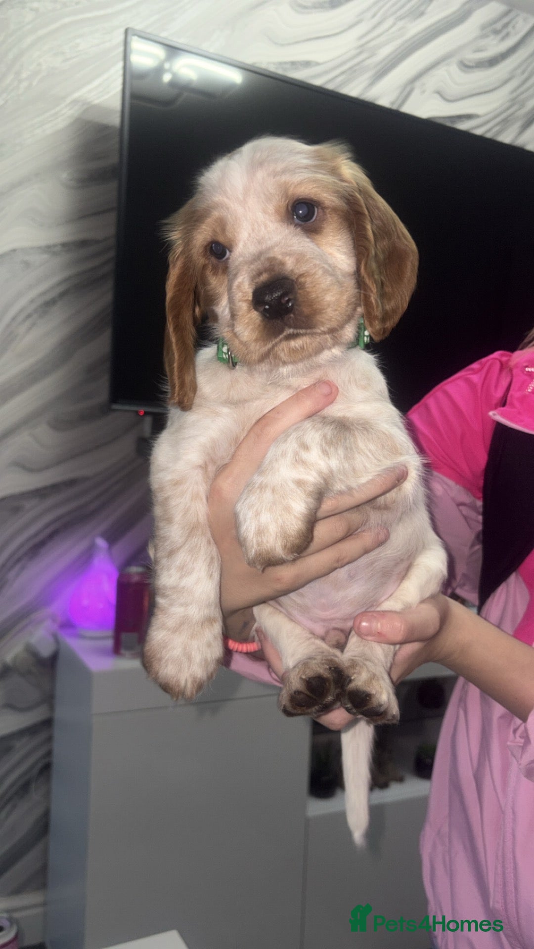 Cocker Spaniel dogs ***only 1 left***Beautiful cocker spaniel puppies  - Advert 13