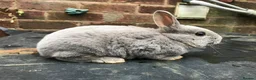 Rex rabbits for sale: Stunning baby blue, mini rex  - Advert 3