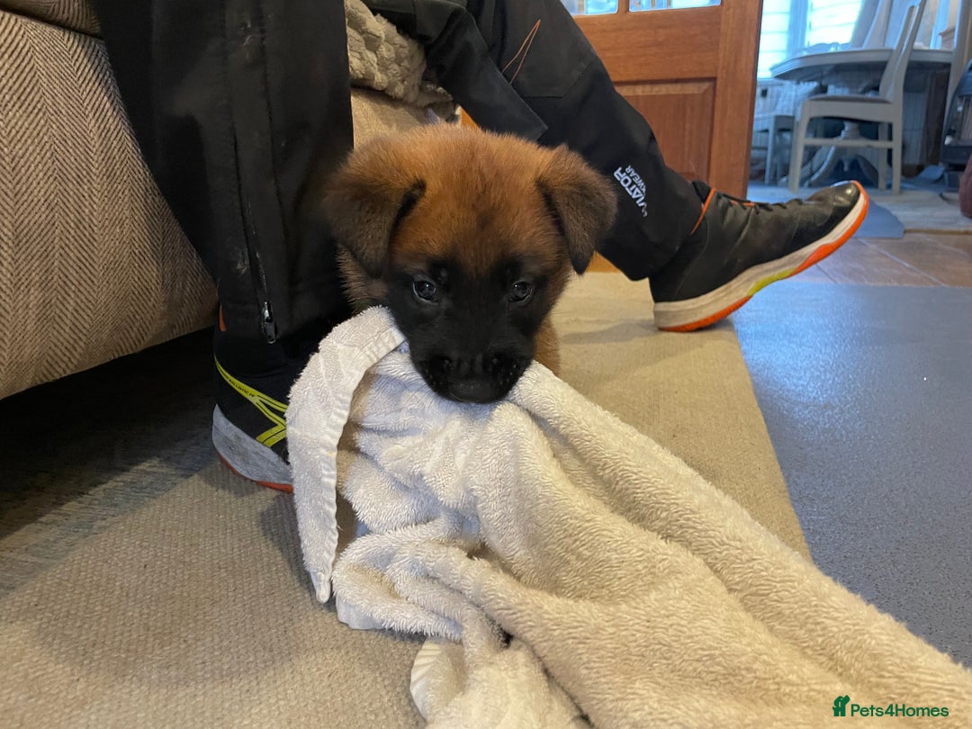 Belgian Shepherd Dog dogs for sale: KC registered Male Belgian Malinois pup  in Leeds - Image 13