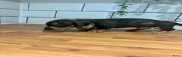 Dachshund dogs for sale: Beautiful dachshund puppies - Advert 11