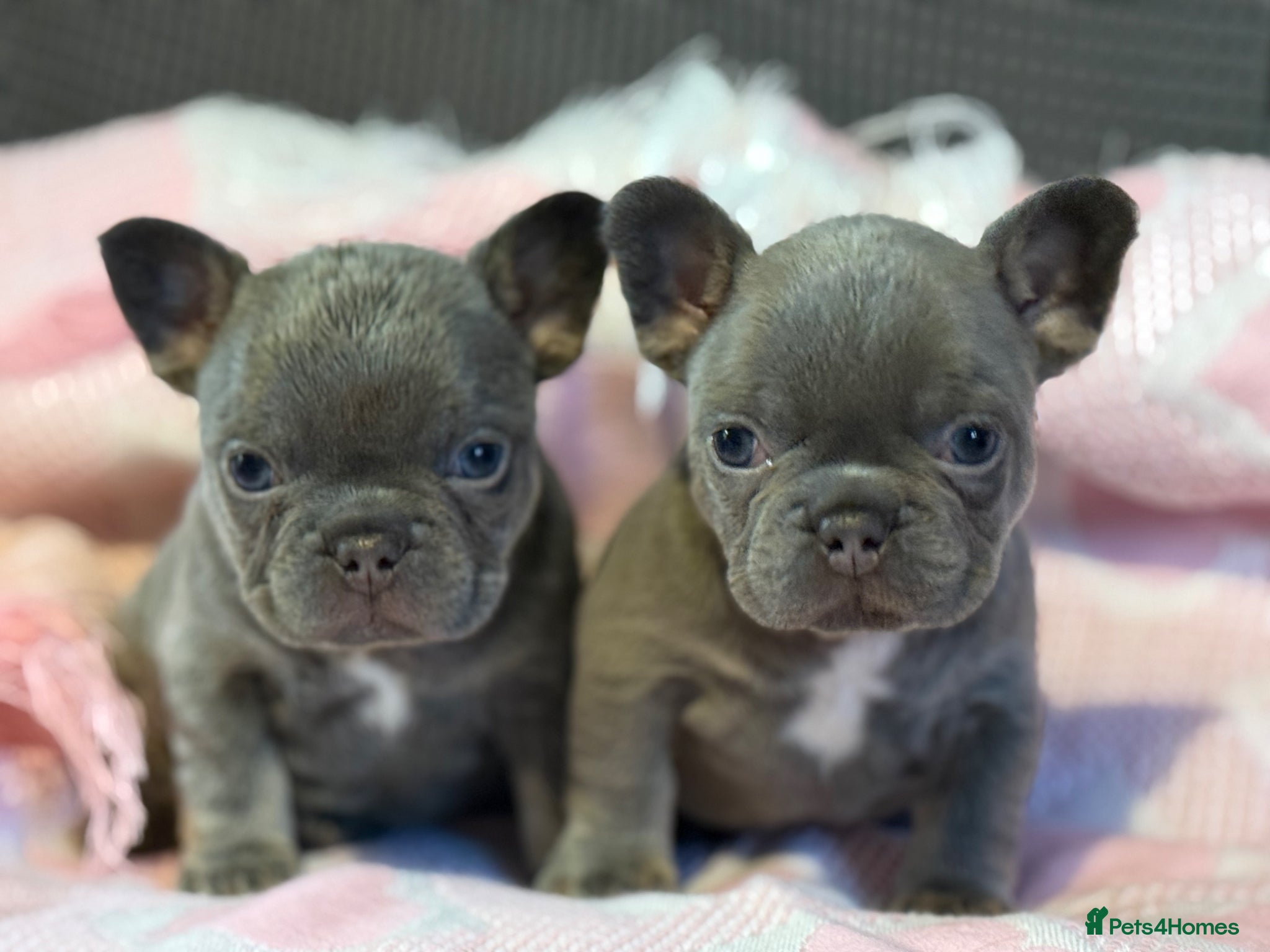 French Bulldog dogs KC Registered French Bulldog Puppies  - Advert 16