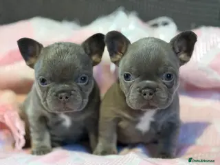 French Bulldog dogs KC Registered French Bulldog Puppies - Advert 1