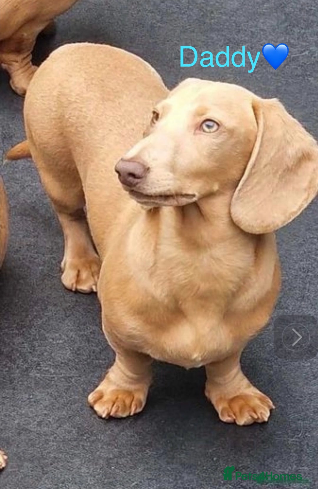 Miniature Dachshund dogs for sale: BLUE DAPPLE AND TAN BABY SAUSAGE AND HER MOTHER 💕 - Image 5
