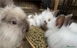 Mixed Breed rabbits for sale: All Female Gorgeous Lionhead/Lop/English rabbits. in Pewsey - Image 14