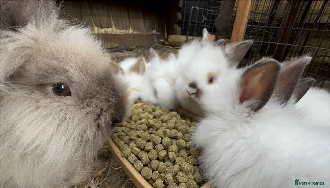 Mixed Breed rabbits for sale: All Female Gorgeous Lionhead/Lop/English rabbits. in Pewsey - Image 14