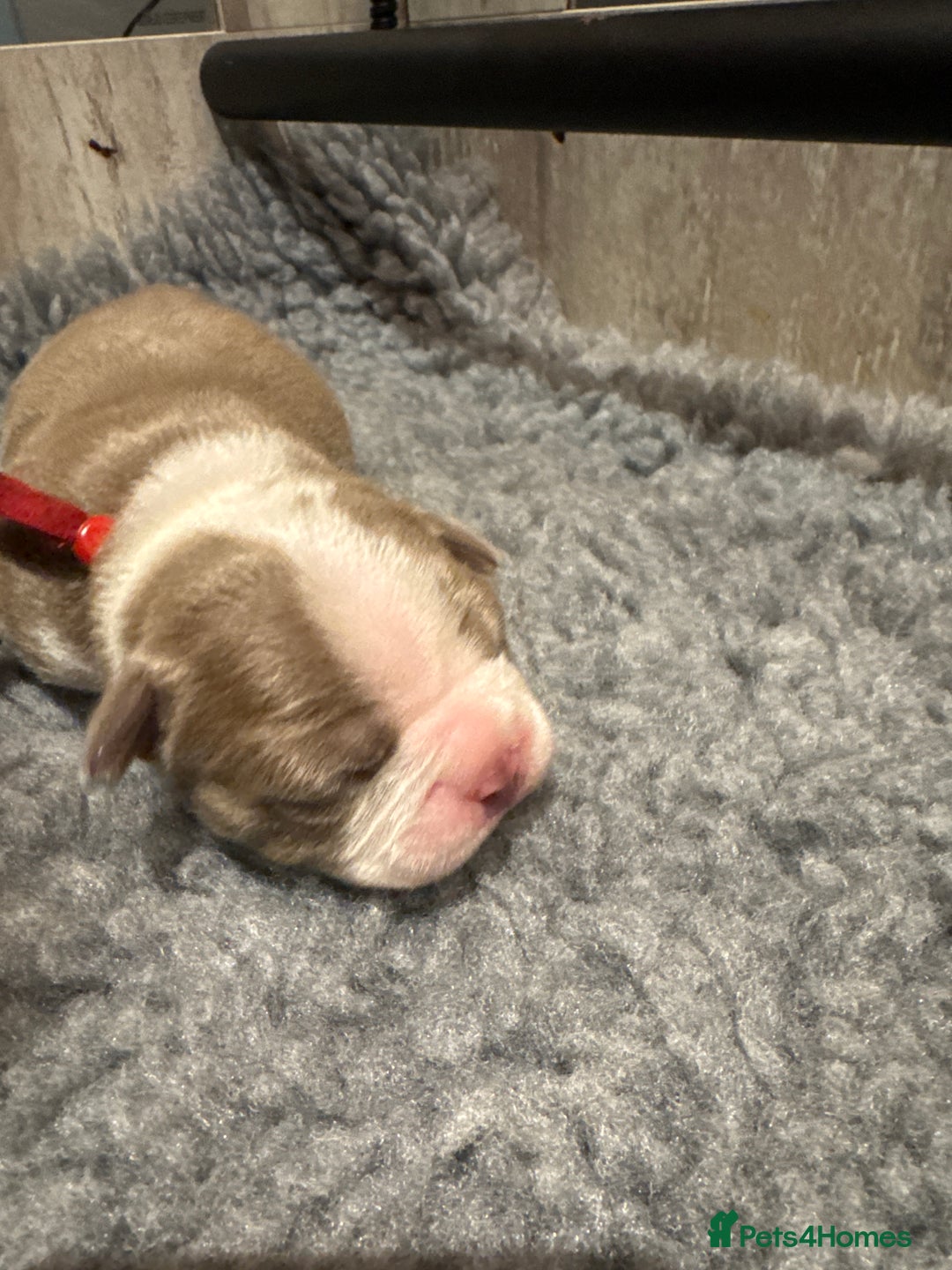 Boston Terrier dogs for sale: Stunning rainbow litter born 5/8/35 - Image 13