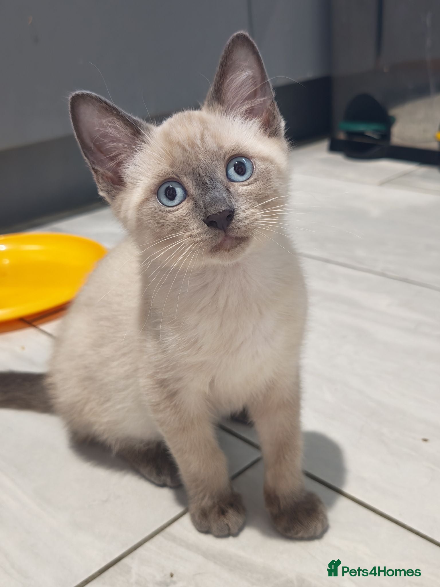 Mixed Breed cats Last boy ragdoll x sphynx  - Advert 1