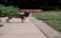 Mixed Breed dogs for sale: Stunning Shepsky Pups! - Image 2