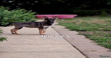 Mixed Breed dogs - Advert 5