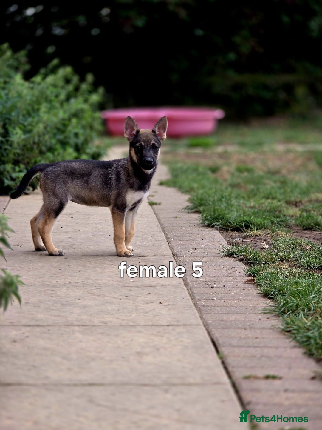 Mixed Breed dogs for sale: Stunning Shepsky Pups! - Image 2