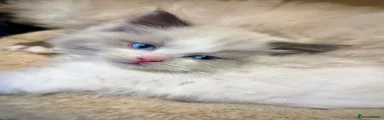 Ragdoll Kitten 1
