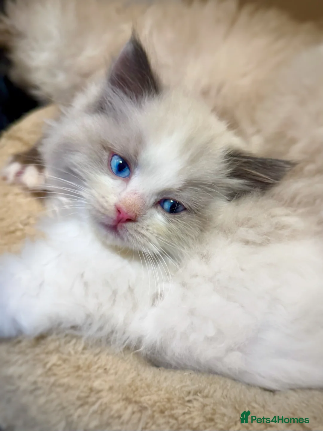 Ragdoll cats for sale: READY NOW TICA ACTIVE Kittens, European bi-colour - Advert 24