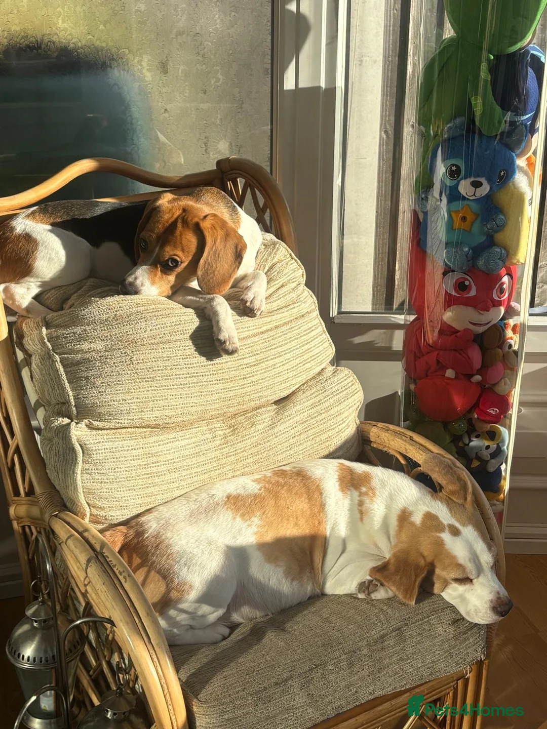 Beagle dogs for sale: Pure bred beagle girls - Advert 14