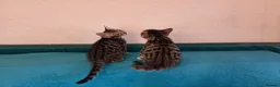 Bengal cats for sale: Adorable Bengal Cross Kittens for Sale - Advert 21
