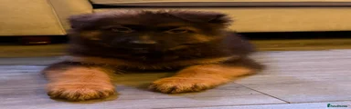 German Shepherd Puppy 3