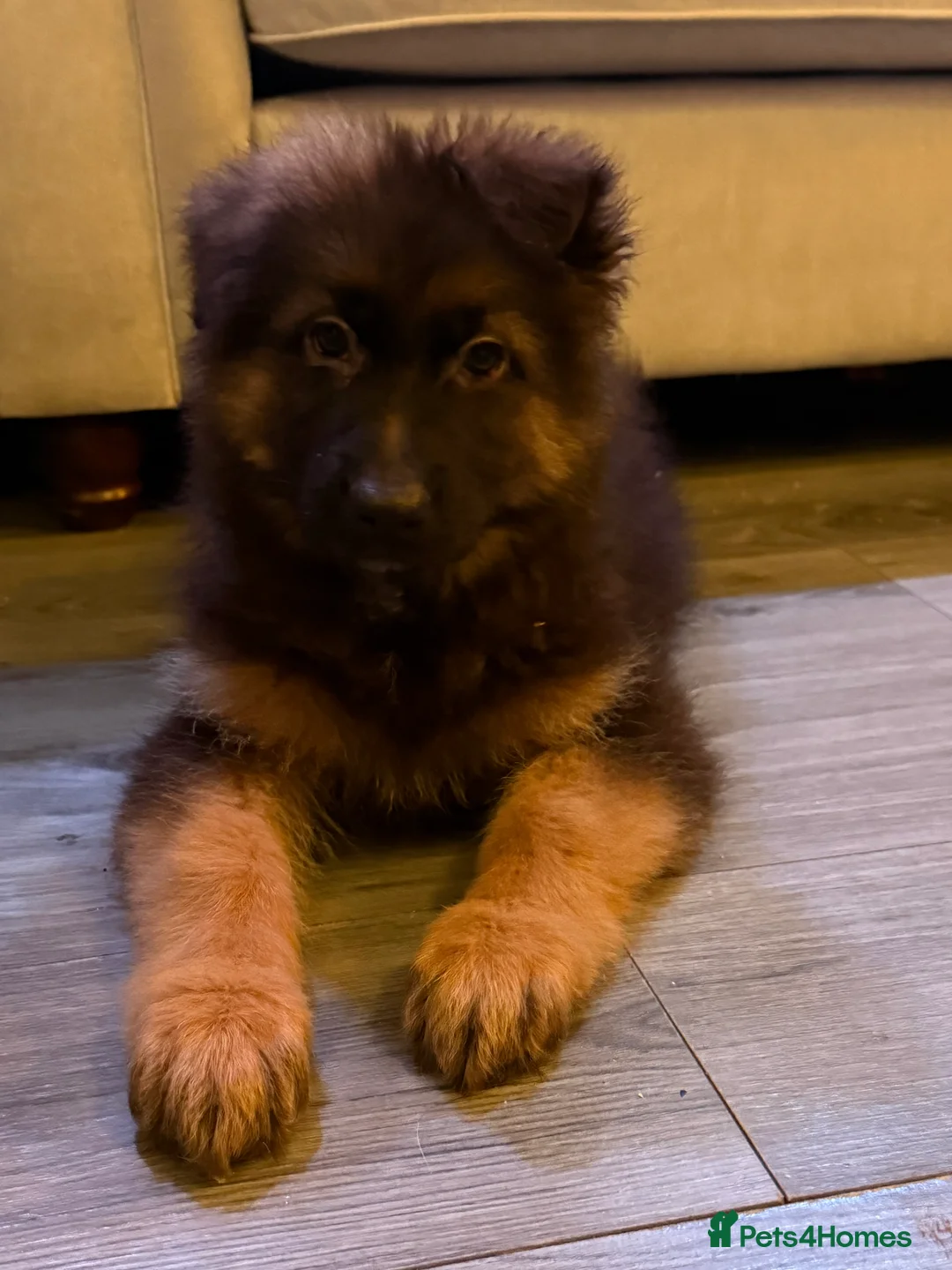German Shepherd dogs for sale: Kc Registered Long Haired German Shepherd Puppies - Advert 37
