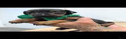 Dobermann dogs for sale:  doberman puppies  - Advert 4