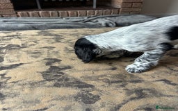 Cocker Spaniel dogs for sale: Blue roan cocker spaniels ready 17th September - Image 35
