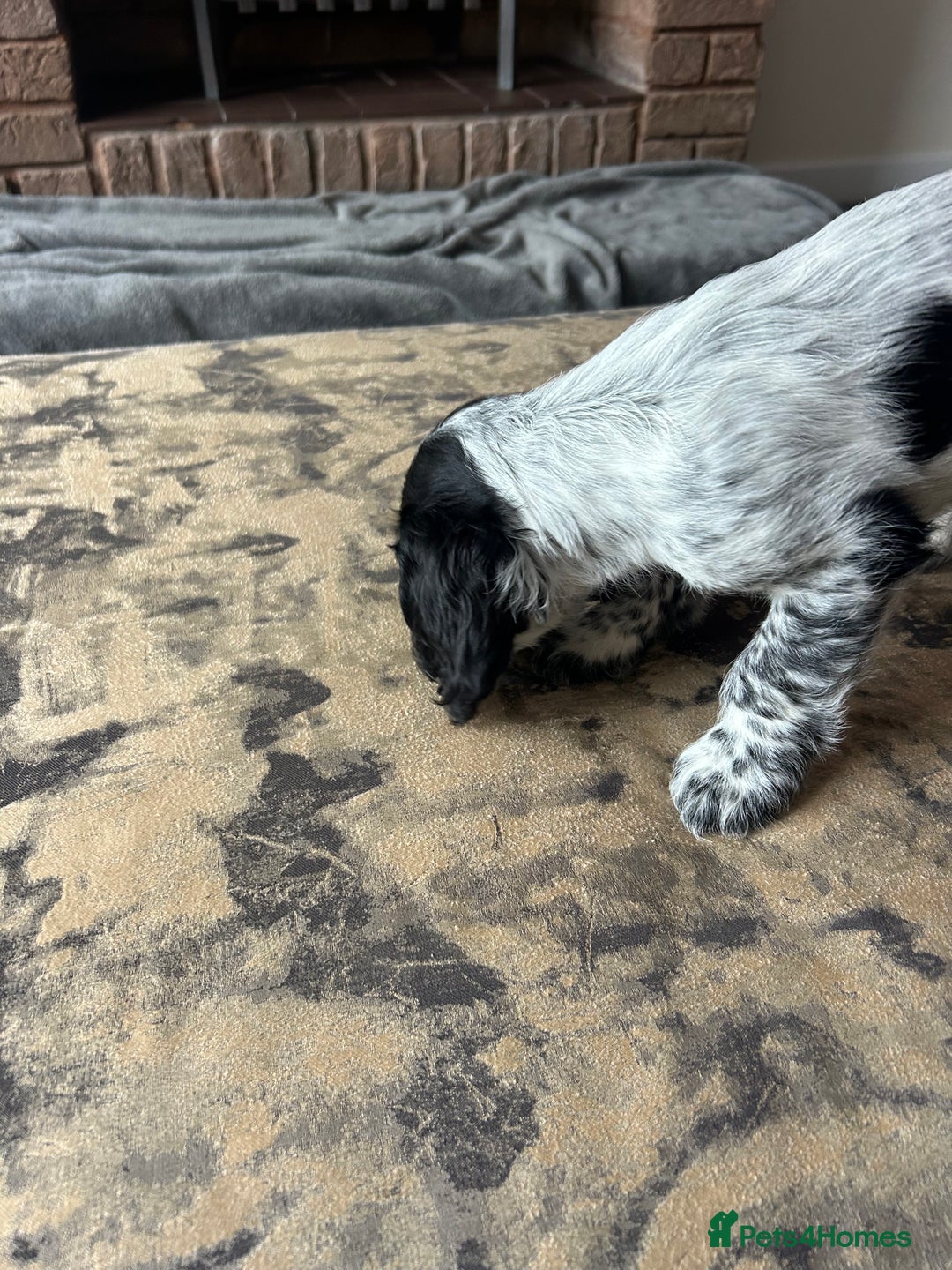 Cocker Spaniel dogs for sale: Blue roan cocker spaniels ready 17th September - Image 35