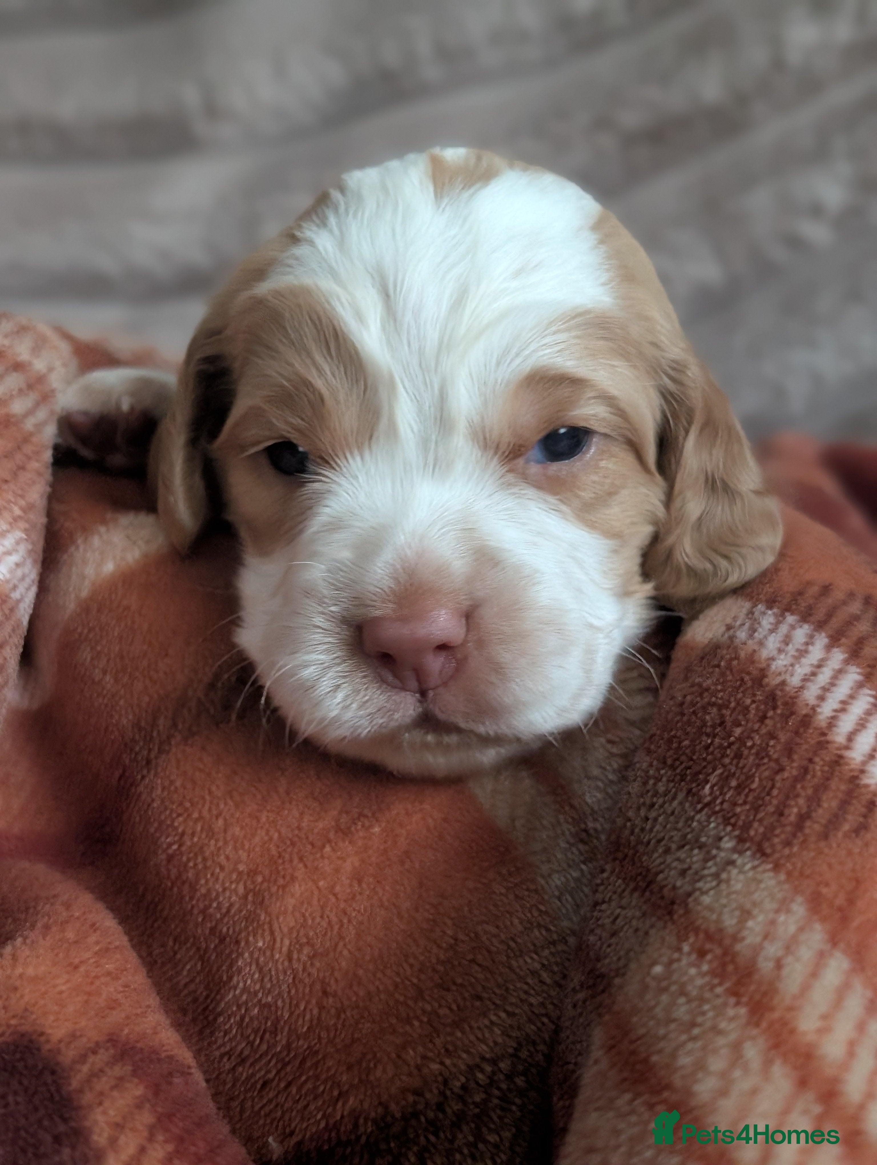 Sprocker dogs Last 2 Sprocker puppies ready end of may - Advert 2